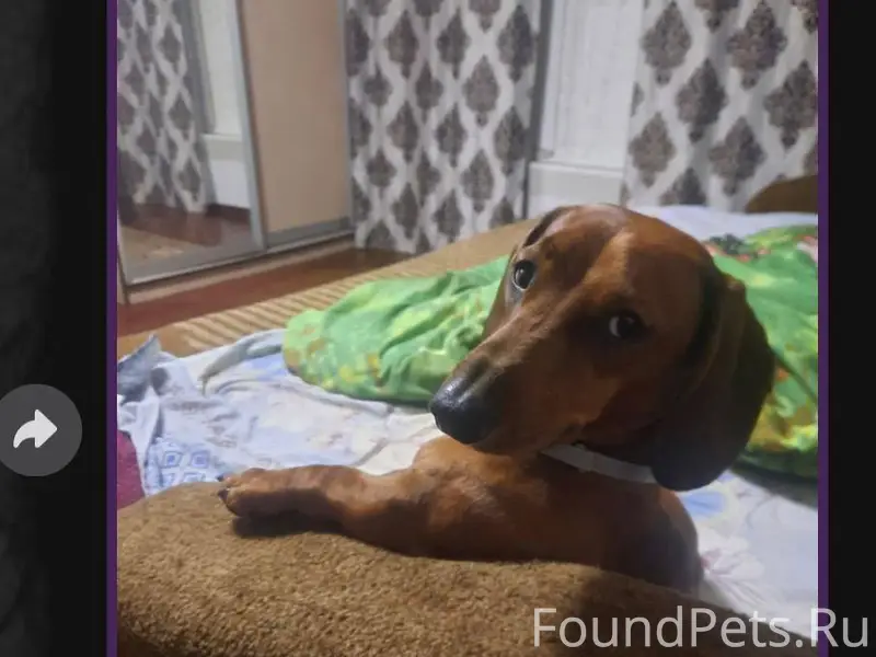 13.01 В п.Румянцево Убежала...