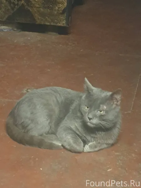 Пропал кот ,зовут Сэм ,есть пр...