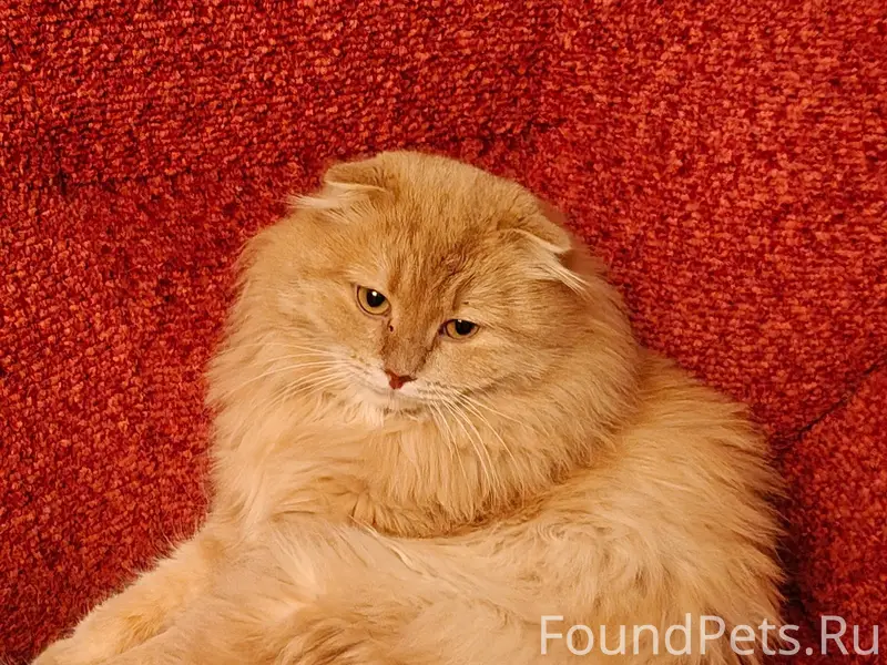 #poterya@pol_shmot Пропал кот ...