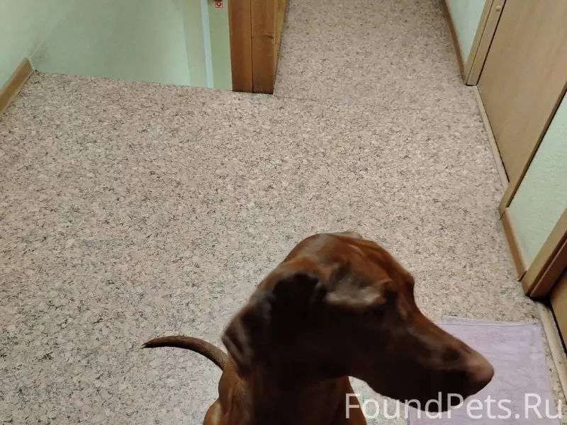 Кто потерял собаку? Находится ...