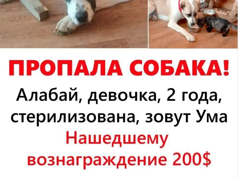 🚨🚨🚨 Ищем по всему Крыму 🚨🚨🚨Про...