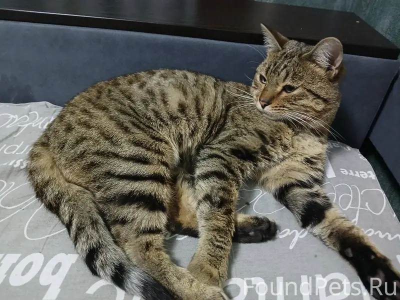 Готов стать самым любимым мужч...