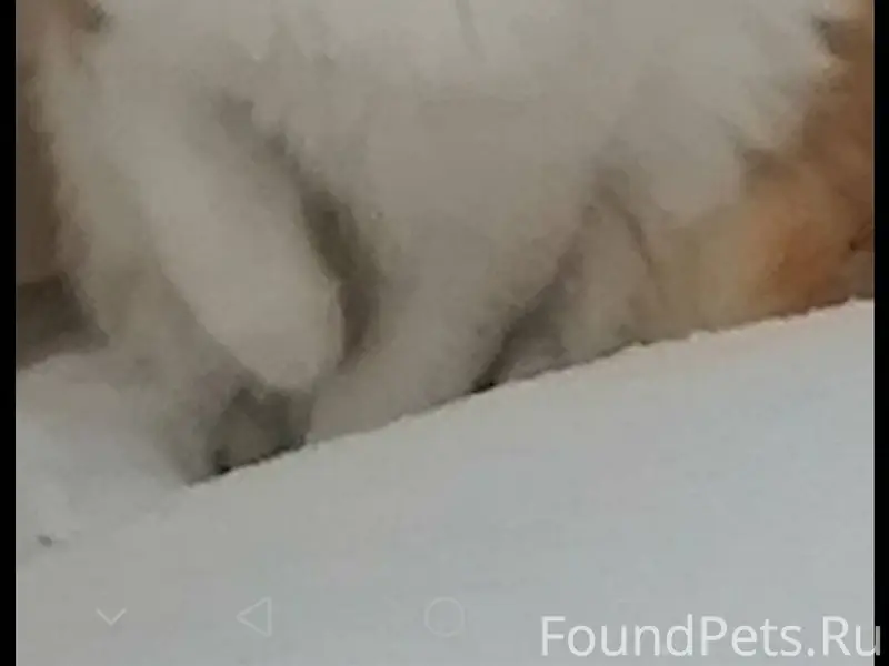 Соседи просят о помощи. Пропал...