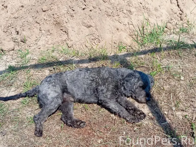 С .Ачка …Пропала собака зовут ...