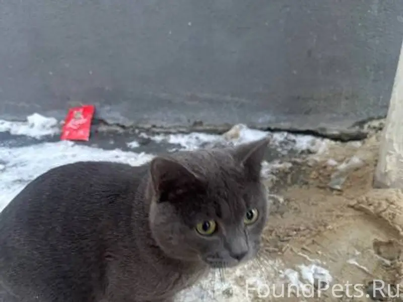 Найден кот/кошка в районе ул.....