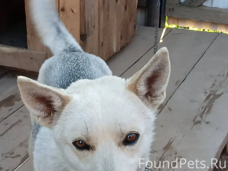 ‼️ПОТЕРЯЛСЯ ПЕС‼️ Огромная про...