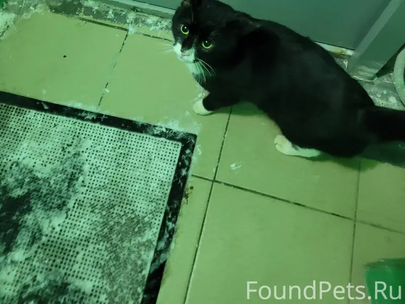 Найден кот, бывшедомашний, в 2...