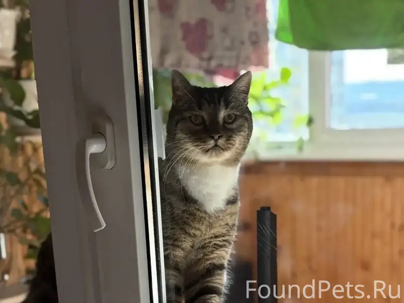 ❣️Керчь 🙏🏻 ПРОШУ РЕПОСТ ❣️КОТИ...