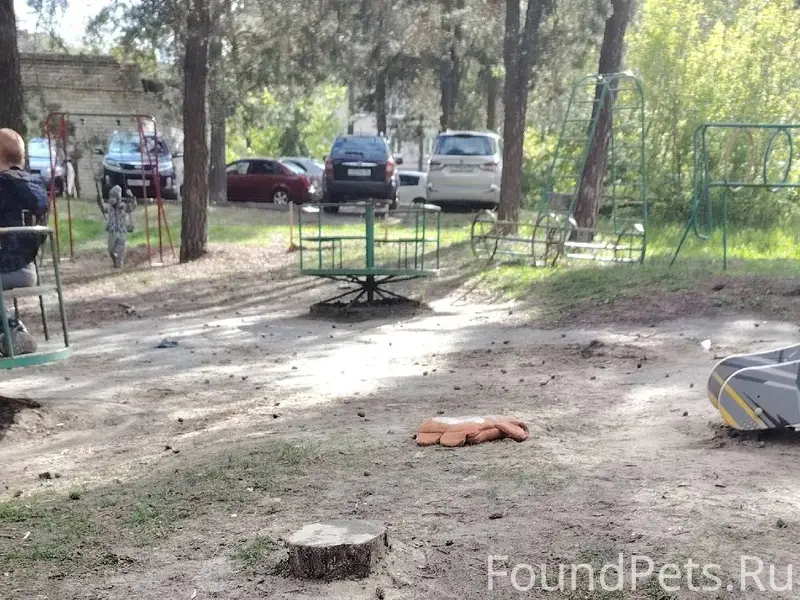 Пропала собака - шпиц. Мальчик...