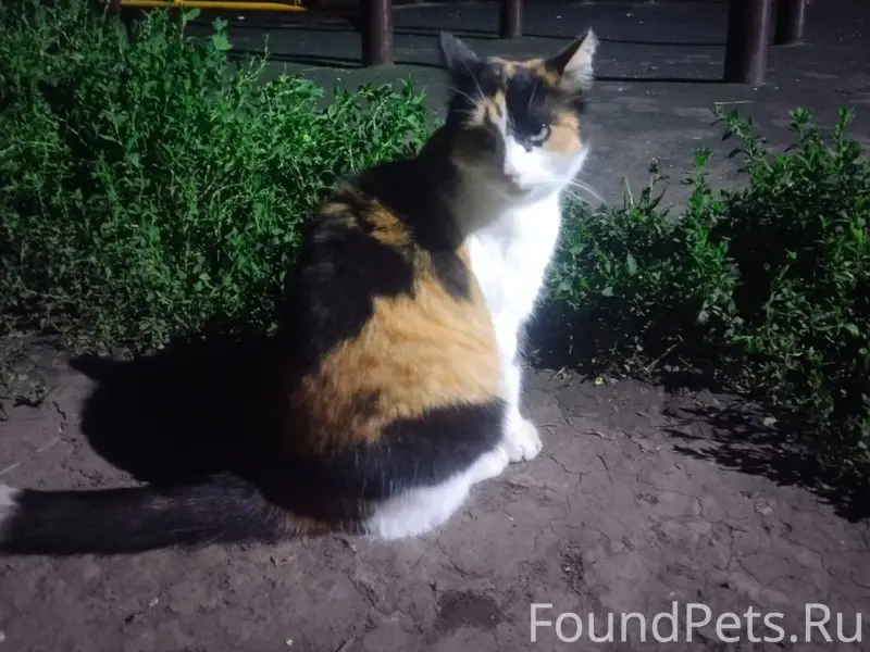 Пропала кошка, помогите найти,...