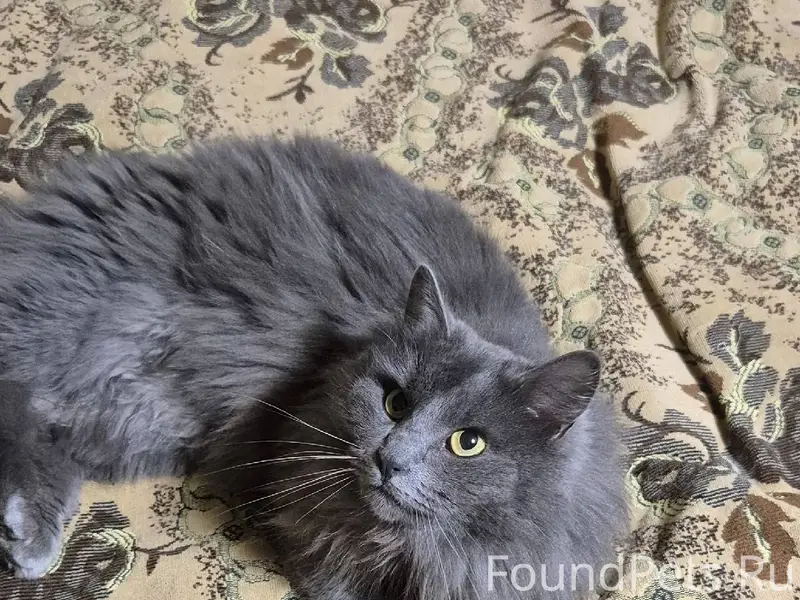 Здравствуйте Пропал кот, кличк...