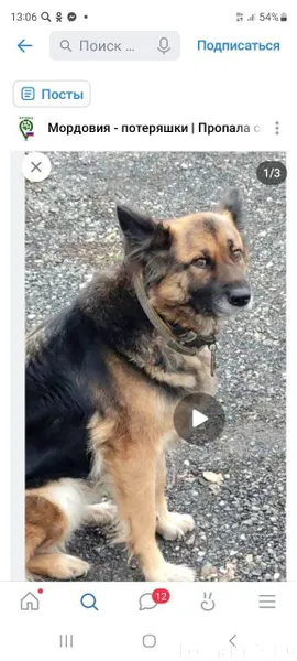 Пропала собака!) помогите найт...