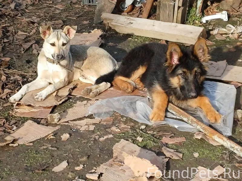 Добрый день всем! Пропала соба...