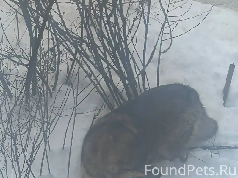 У кого убежала собака? Бегает ...