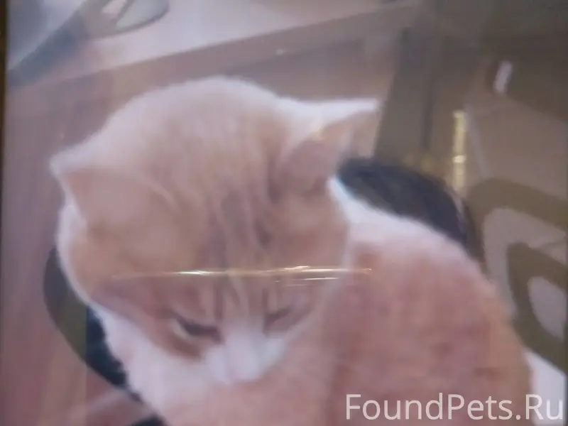 Здравствуйте, пропал кот "Барс...