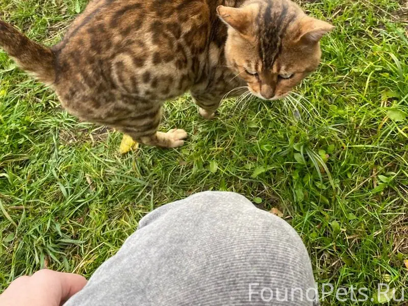 🚨ПОМОГИТЕ НАЙТИ КОТА! Пропал:К...