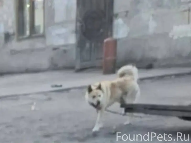 Пропал пёс кличка Тайсон! Проп...