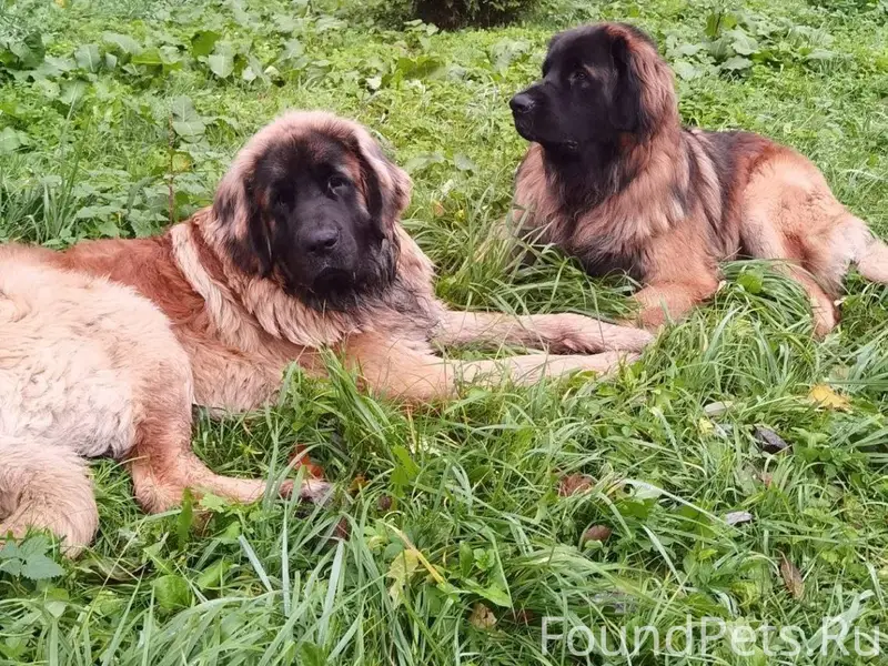 🌊Калининград и область🌊 🛑РОЗЫС...