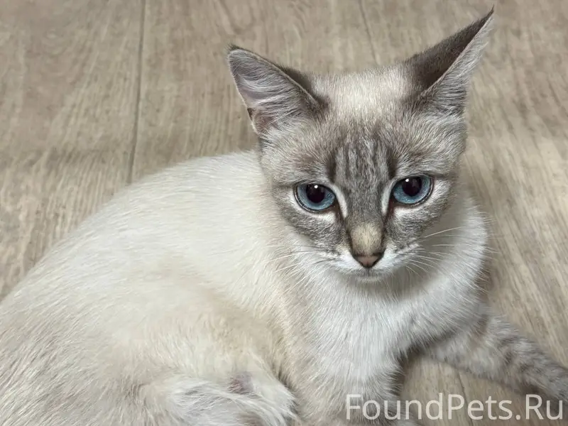 Здравствуйте. Пропала кошка. В...