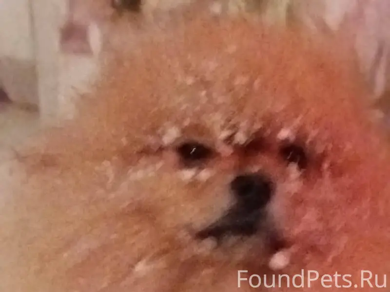 Пропал пёс, кличка Ричик. Очен...