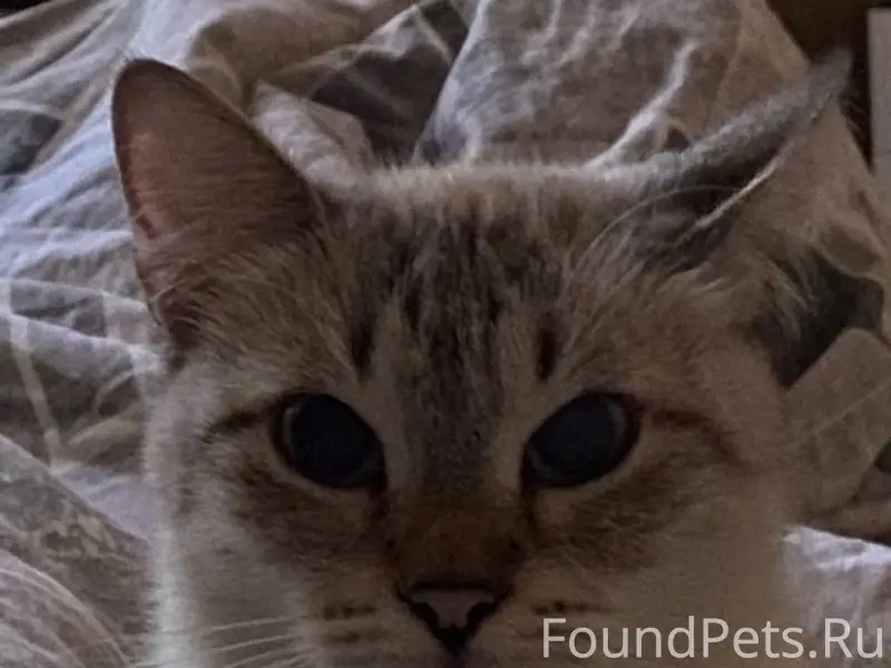 Пропала кошка, в районе школы ...