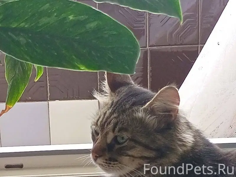 ‼️ВНИМАНИЕ☝️‼️ Пропал котик до...