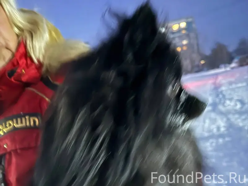 Найден кобель Шпиц (черный)❗️❗...