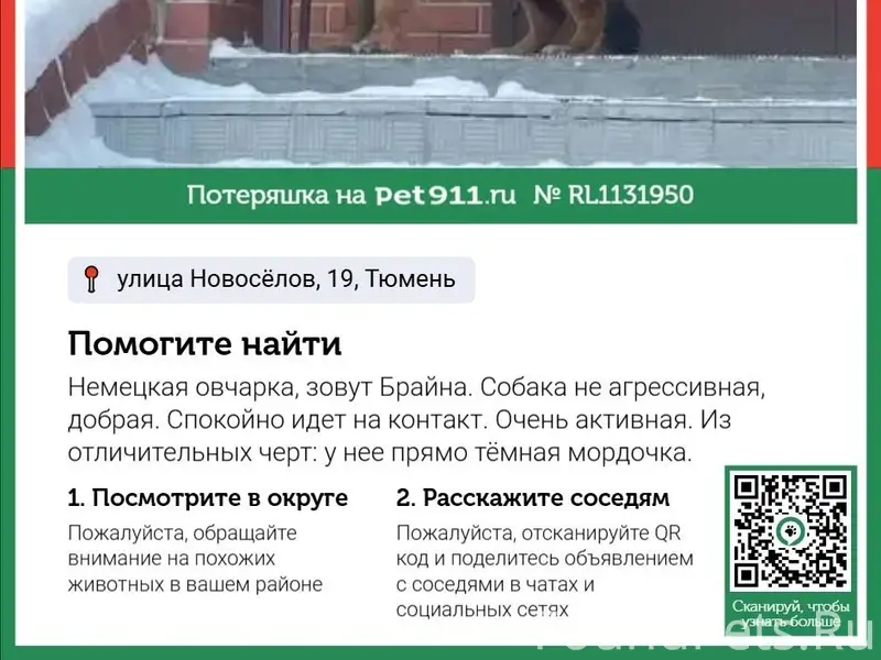 Потерялась собака, район Маяка...