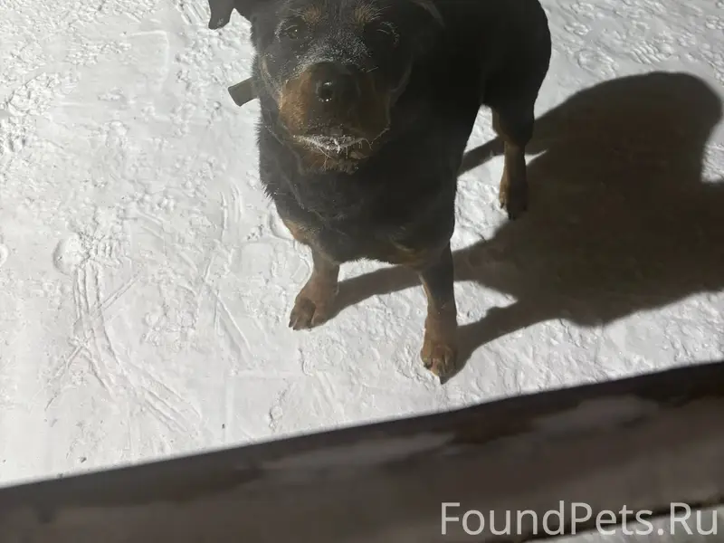 На мёртвом посёлке возле магаз...