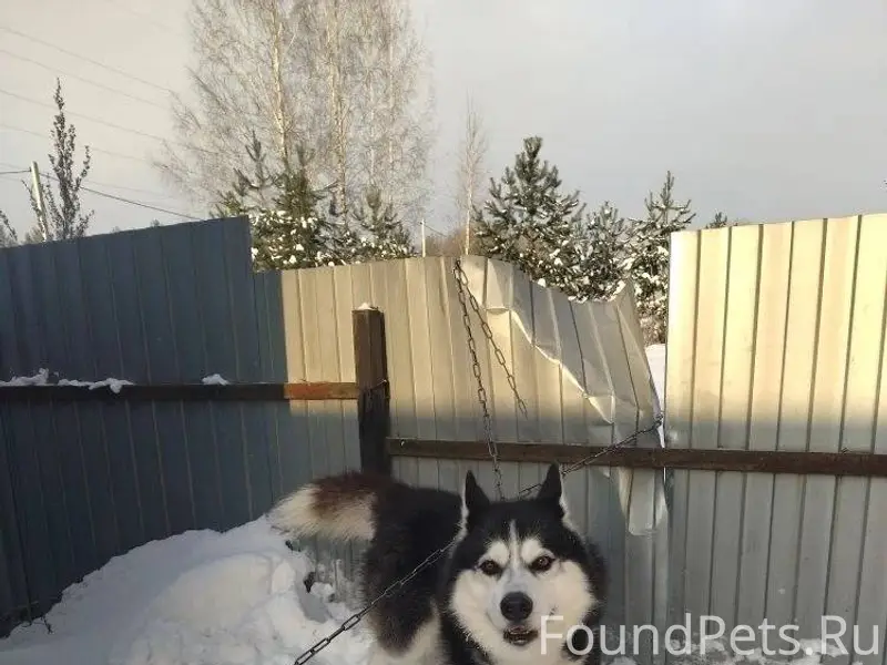 Найдена собака , лайка или пом...