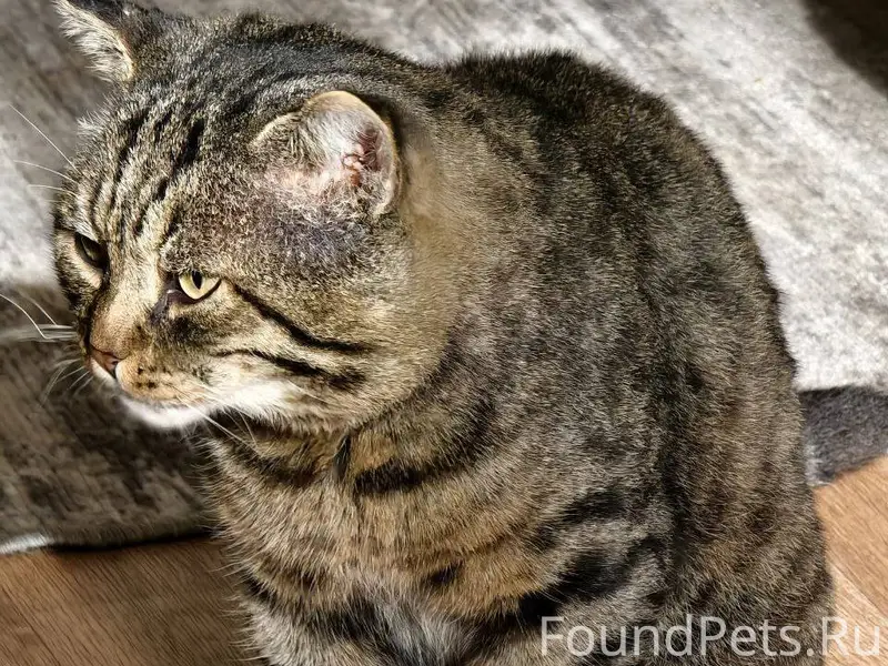 Пропал кот в районе улиц Октяб...