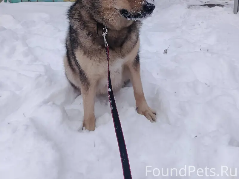 Найден собака на улице Чехова ...