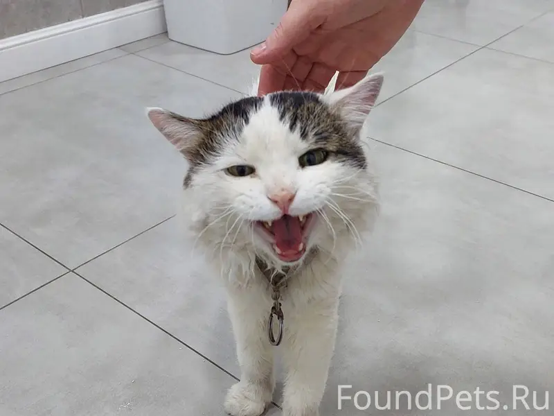 Найден кот, замерзал живьем в ...