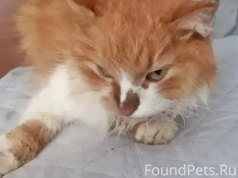 РАЗЫСКИВАЮТСЯ ХОЗЯЕВА В районе...