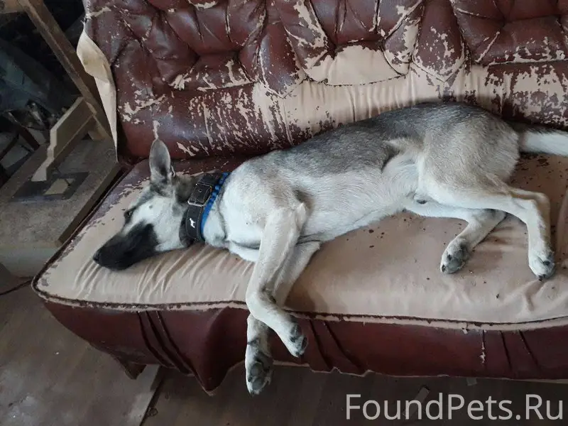 Пропал пес в районе Эспланадна...