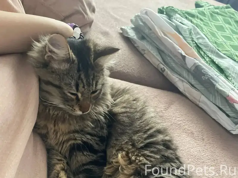 Здравствуйте, пропал любимец к...