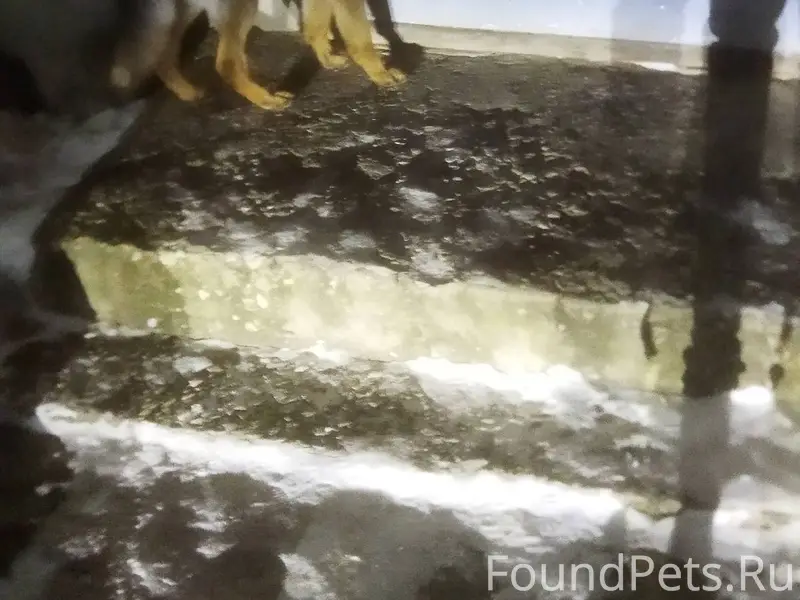 Кто потерял собакена! Видно чт...