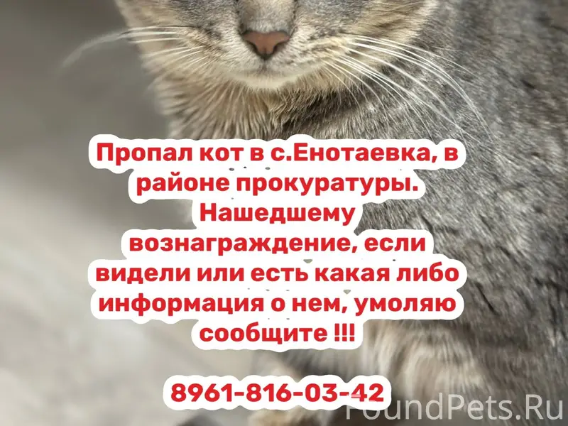 Пропал домашний кот!! Пожалуйс...