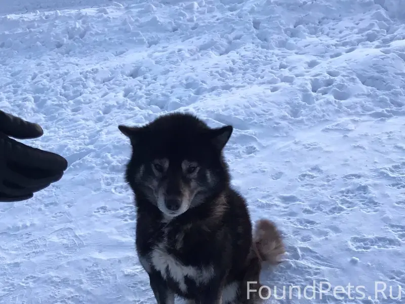 Магнитогорск. Собака живет в п...