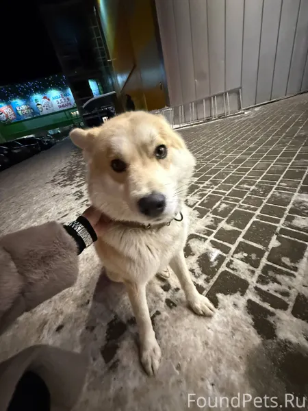 ‼️‼️‼️‼️Нашли собаку‼️‼️‼️‼️‼️...