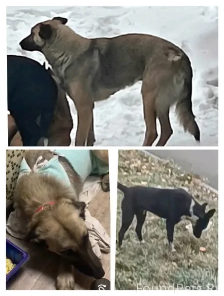 Пропали собаки, по ул. Космона...