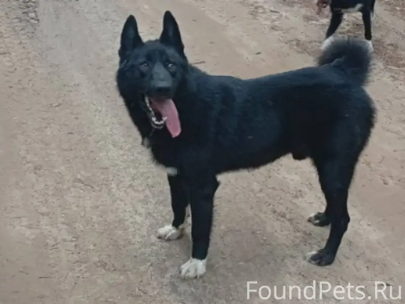 Пропала собака, если кто облад...