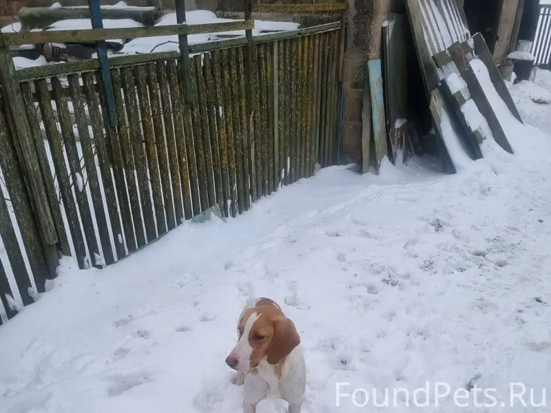 Прибилась собака, возможно пот...