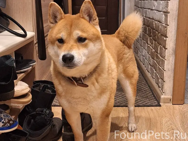 Нашли в Бору собаку, кобель. К...