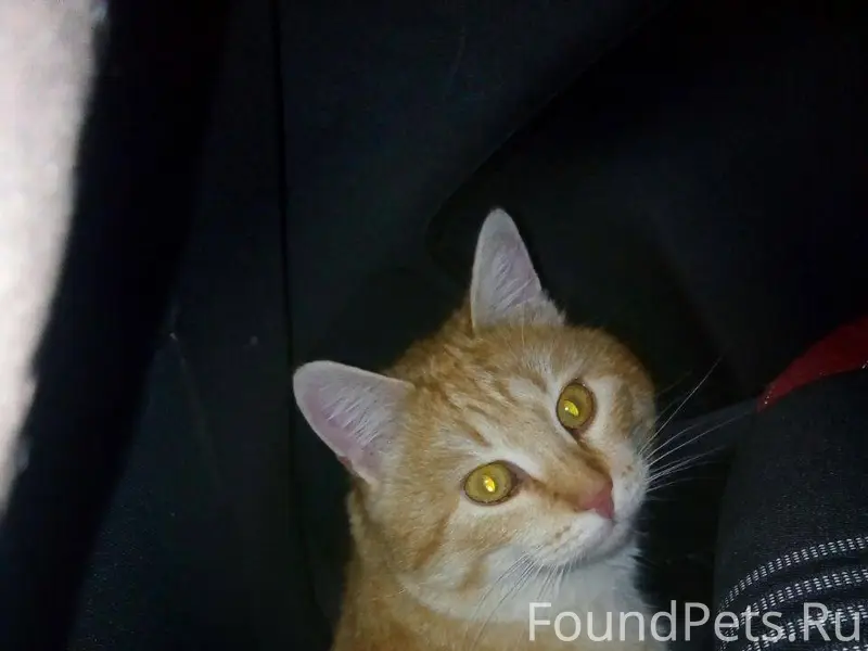 Найден кот! г. Брянск. 15 янва...