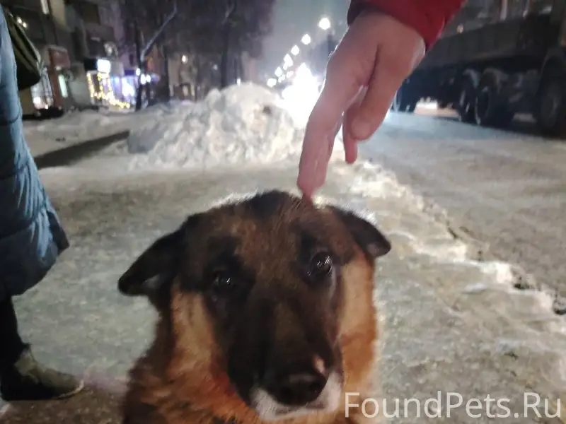 Найдено собака на остановке Ка...