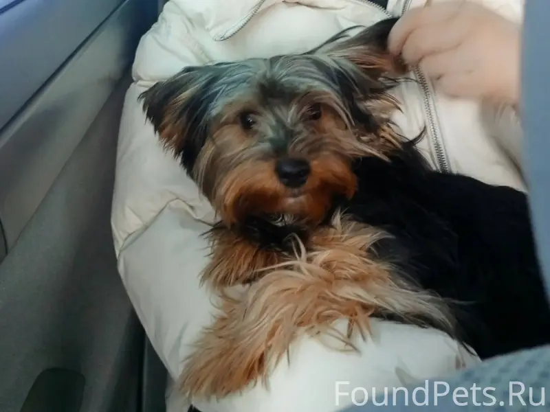 Пропал щенок! По улице северна...