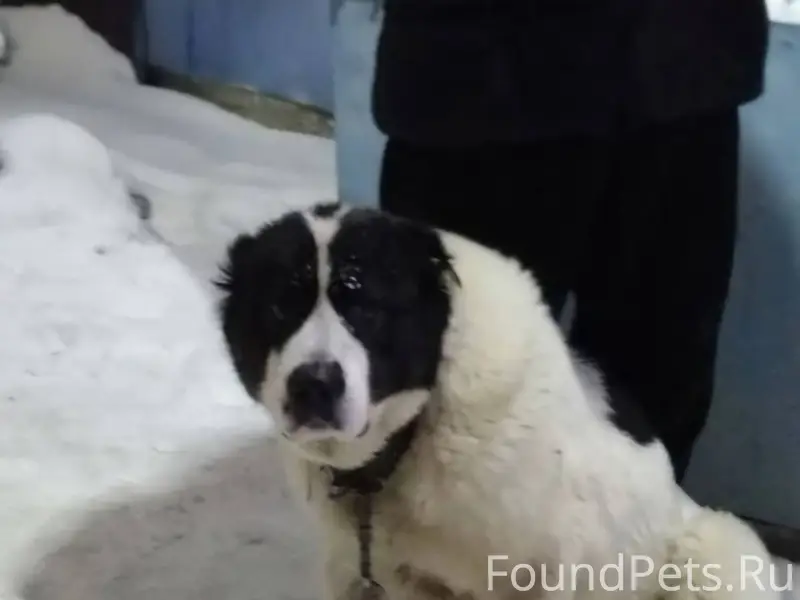 Нашли собаку алабай, девочка. ...