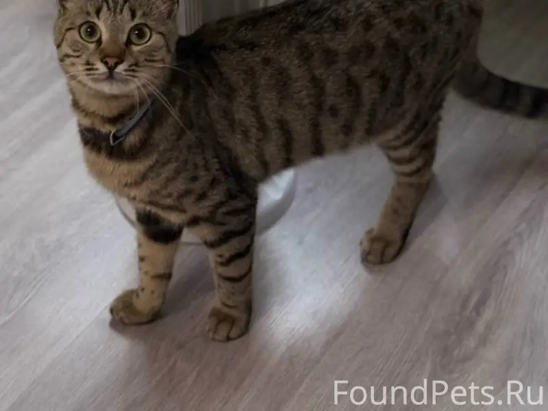 Пропал кот в районе больницы. ...