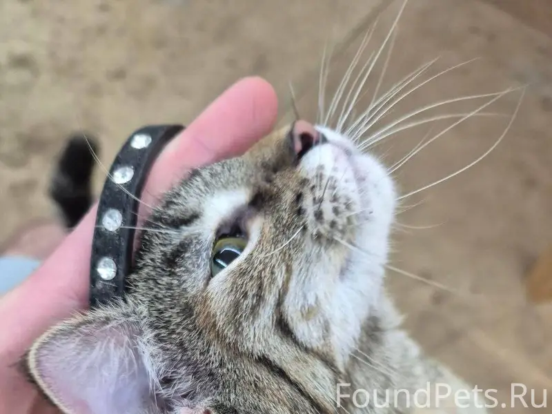Найдена кошка-подросток 15.01 ...